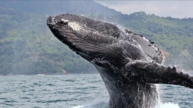 Miches : Private Whale Watching Samana bay — Guided tour and outdoor activity