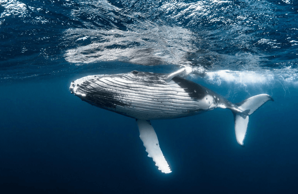 ¿Cómo se mantienen calientes las ballenas jorobadas en aguas tropicales? - Montana Redonda Guide