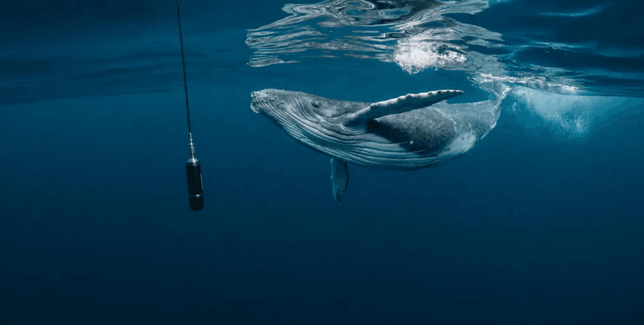 Wie schützen Buckelwale ihre Haut im Meer? - Montana Redonda Guide