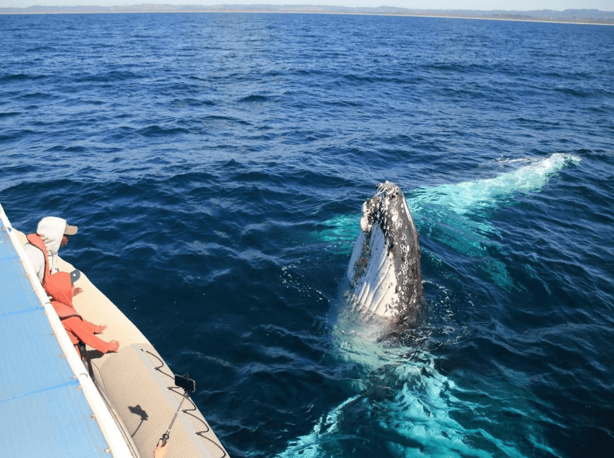 Poukisa Balèn Bos Migre nan Samaná Bay