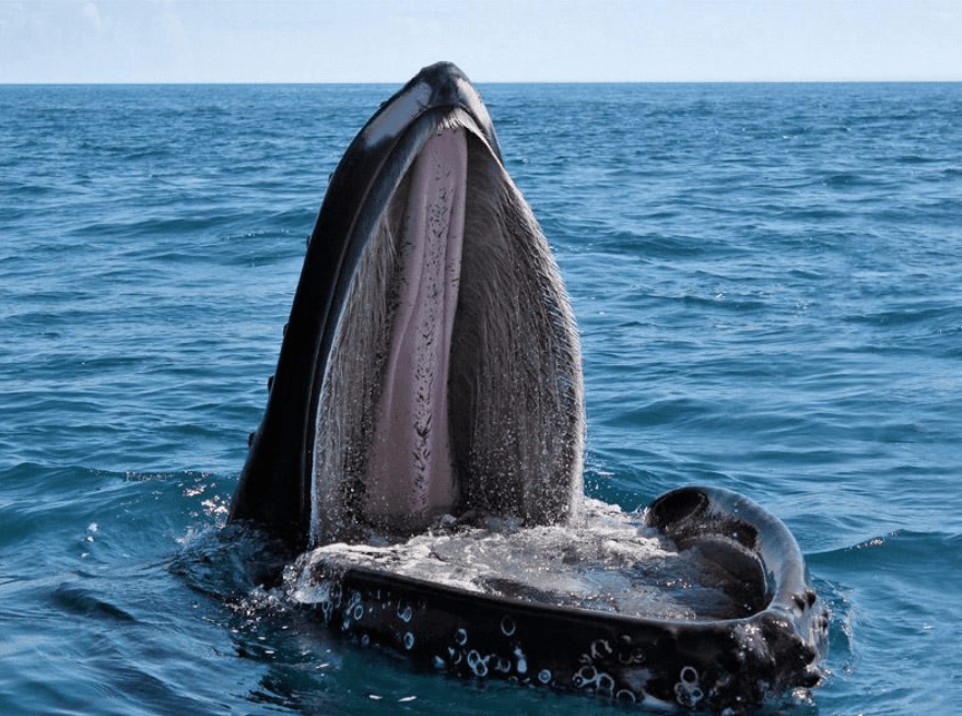 Cómo identificar ballenas jorobadas en Samaná (Guía 2027)