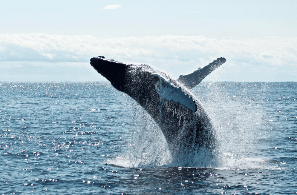 Temporada de Avistamiento de Ballenas en Samaná