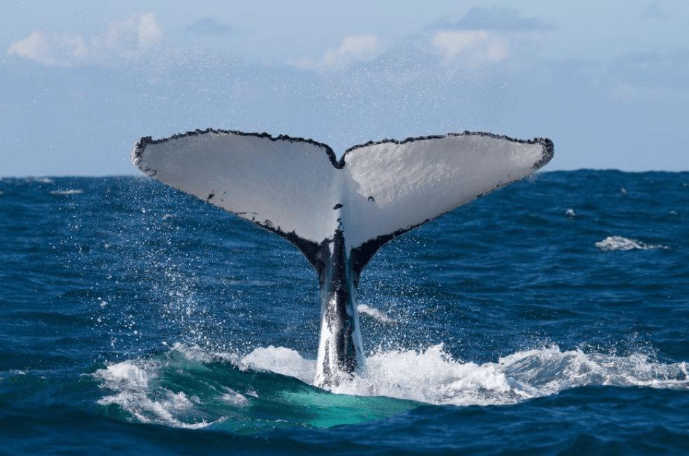 Comment les chants des baleines à bosse se propagent entre les populations