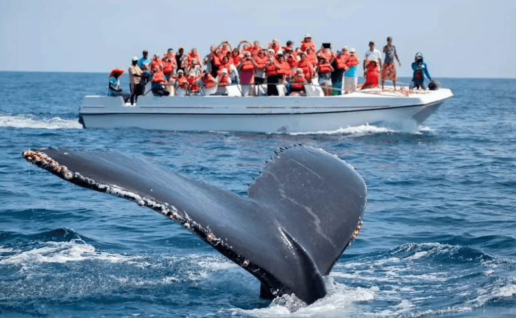Samaná Whale Watching ak Gid Konsèvasyon Marin