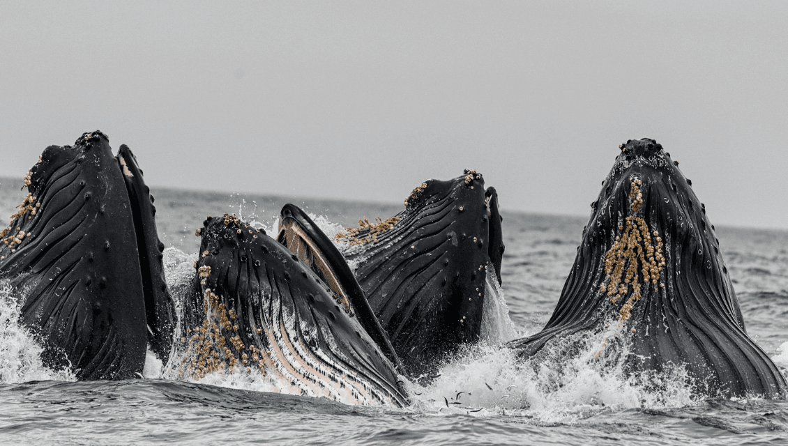 ¿Las ballenas jorobadas mudan su piel? Renovación de la piel explicada