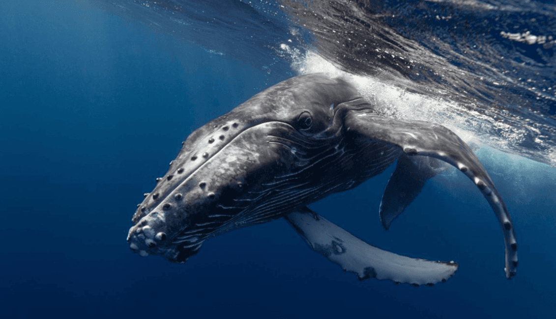 Comment les scientifiques mesurent la complexité des chants des baleines à bosse