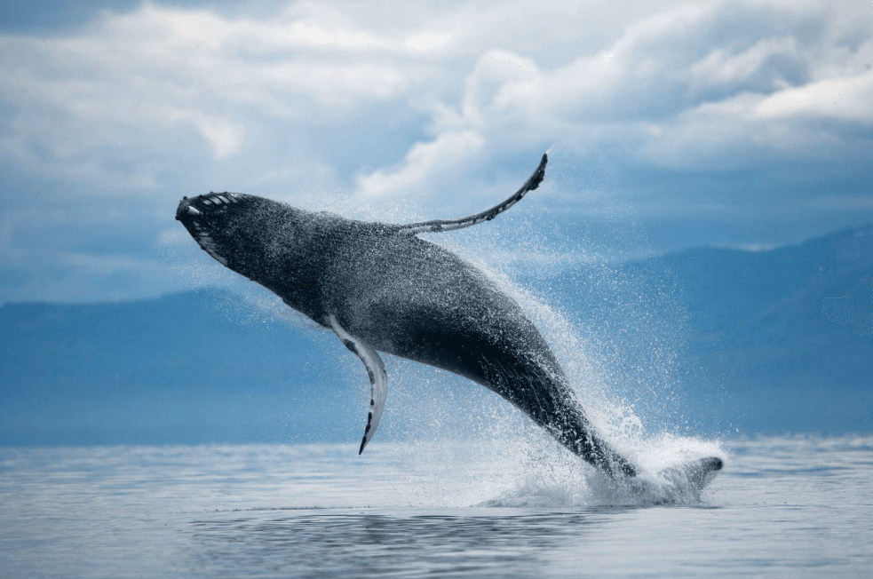 Ballena jorobada versus ballena azul: 7 diferencias clave