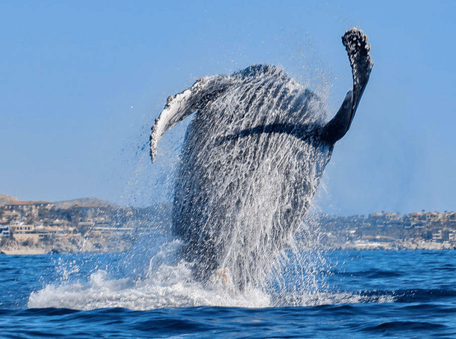 ¿Cómo navegan las ballenas jorobadas de noche? Explicado
