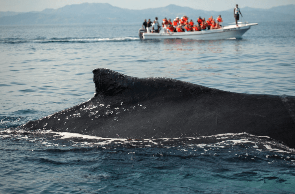 ¿Por qué violan las ballenas jorobadas? 7 posibles razones