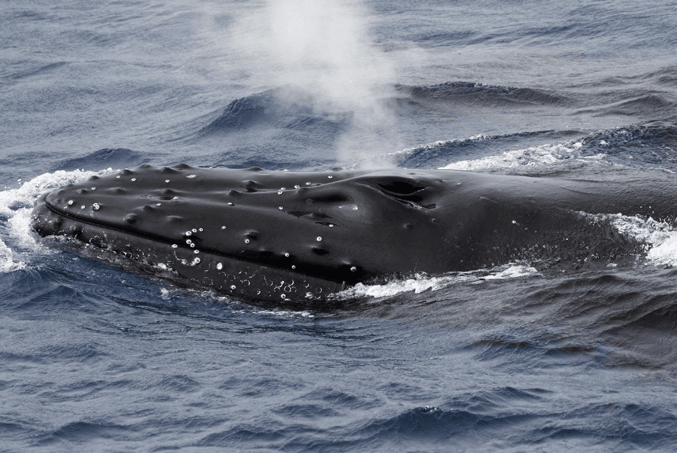 Explicación de la reproducción de la ballena jorobada en la Bahía de Samaná
