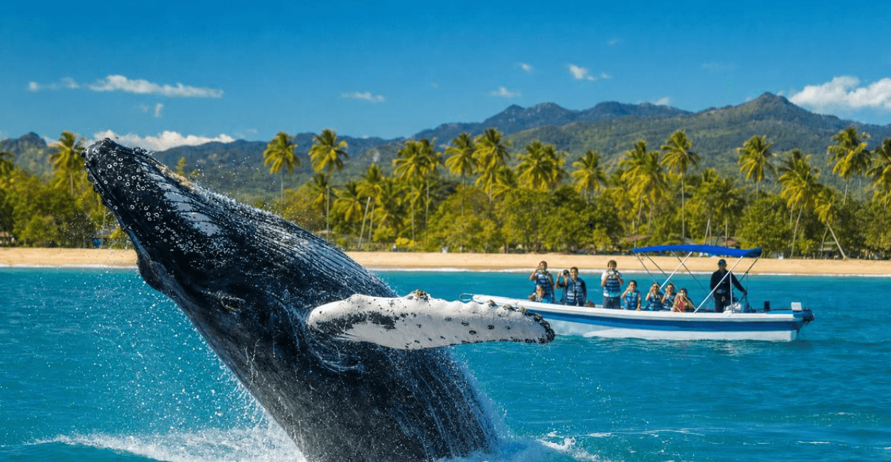 Los gentiles gigantes de Samaná: guía completa para visitantes de 2027