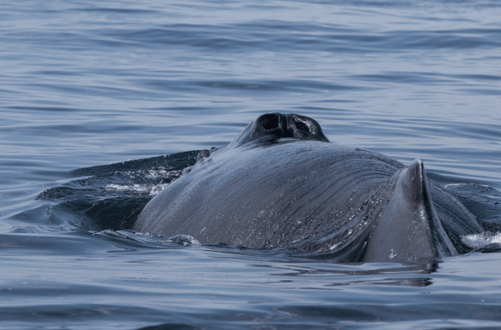 Kijan Kouran Oseyan Enfliyanse Mouvman Balèn nan Bay Samaná
