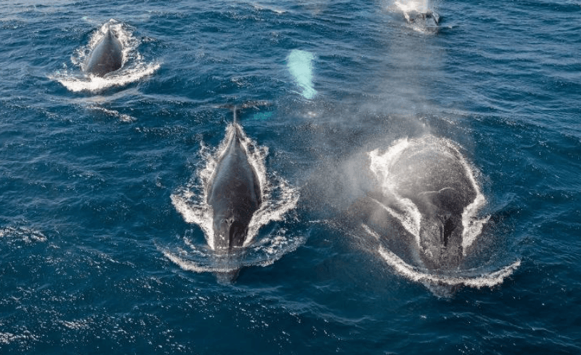 How Long Do Humpback Whales Stay in Samaná Bay? - Montana Redonda Guide