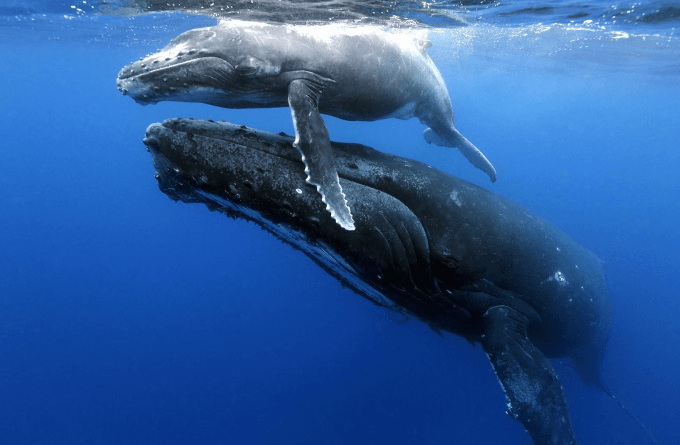 Canciones de ballenas jorobadas: cómo se comunican las ballenas
