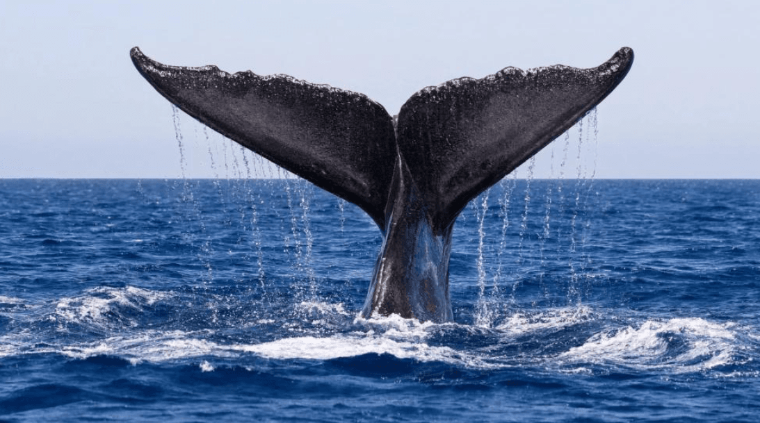 Cómo se alimentan las ballenas jorobadas: una guía para las visitantes de Samaná