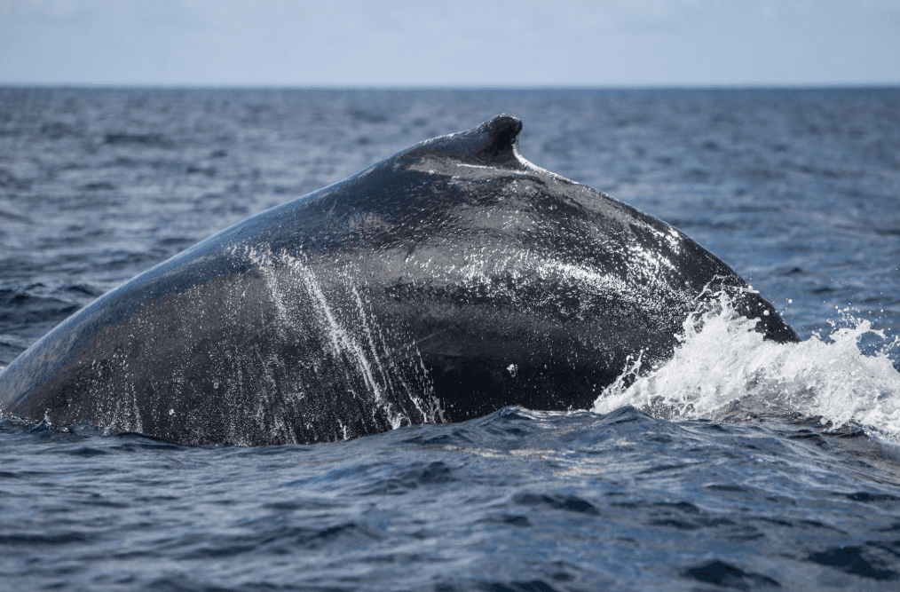 Anatomía de la ballena jorobada: una guía para visitantes de la bahía de Samaná
