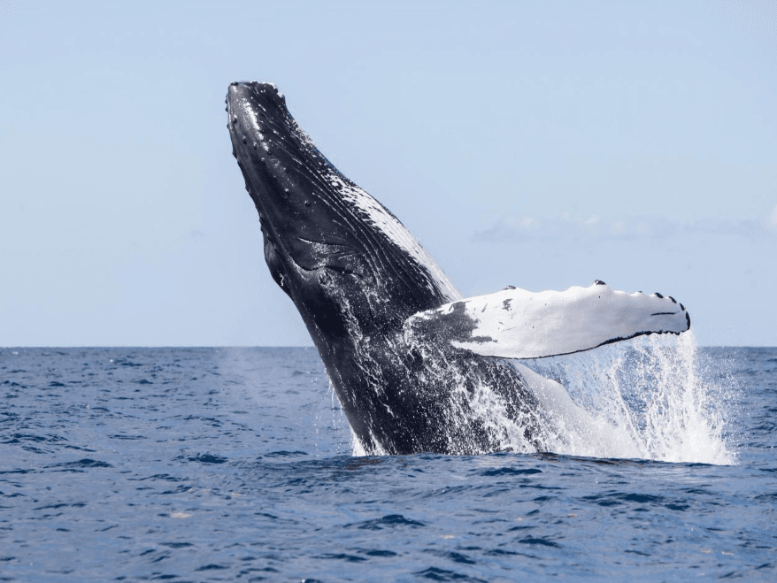 Mapa de avistamiento de ballenas en la Bahía de Samaná: una guía para el visitante