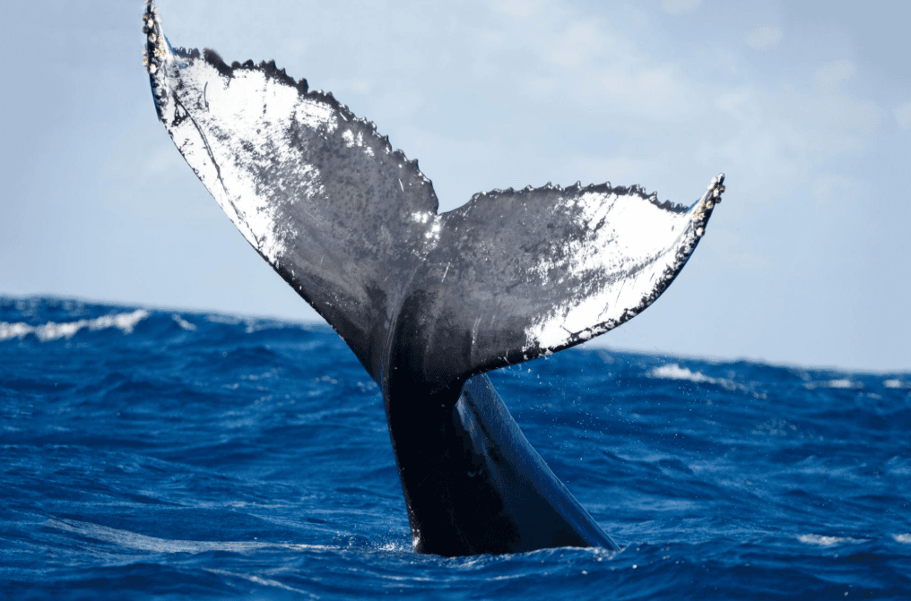 ¿Regresan las ballenas jorobadas a la Bahía de Samaná?