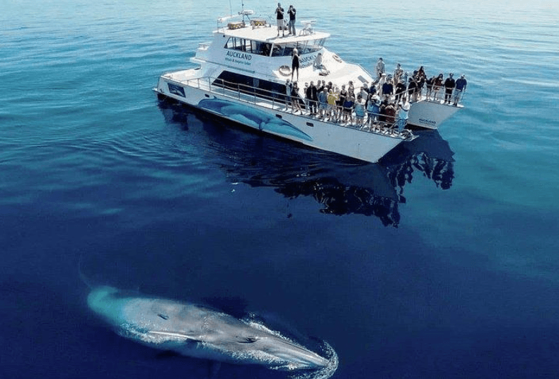 Flujos de cola de ballena jorobada en la Bahía de Samaná: lo que hay que saber