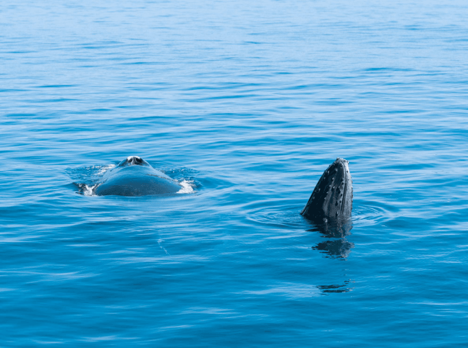 ¿Las ballenas jorobadas cambian de ruta durante la temporada de reproducción?