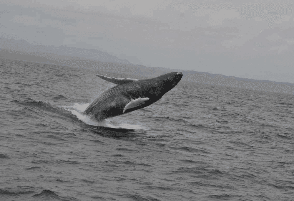 Samaná Whale Watching 2027: Sezon, Tours ak Konsèy