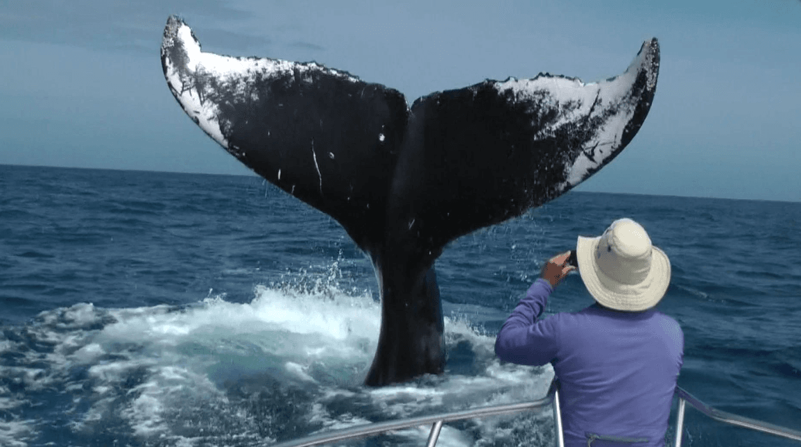Ki jan balèn bos kenbe po yo an sante nan Samaná Bay