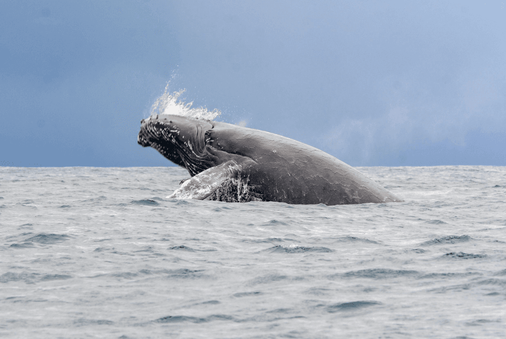 Ki jan syantis yo estime nimewo balèn bosu nan Samaná Bay