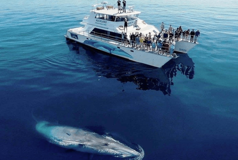 Ki jan syantis yo estime lavi balèn bosu