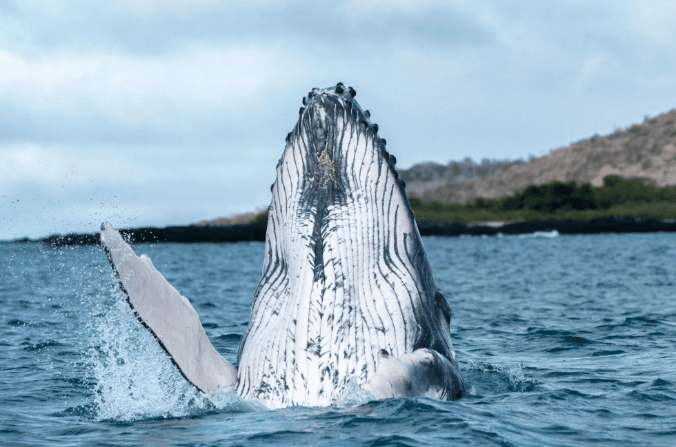 Poukisa balèn bos chanje direksyon anba dlo nan Samaná Bay