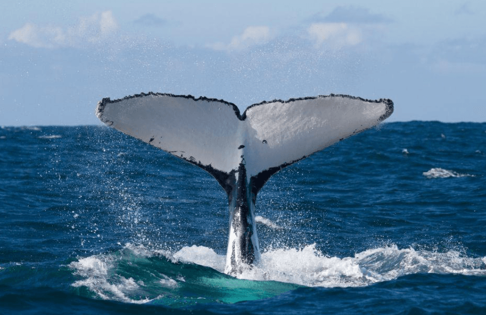 Samaná Whale-Watching Tour Duration: Kisa pou w atann