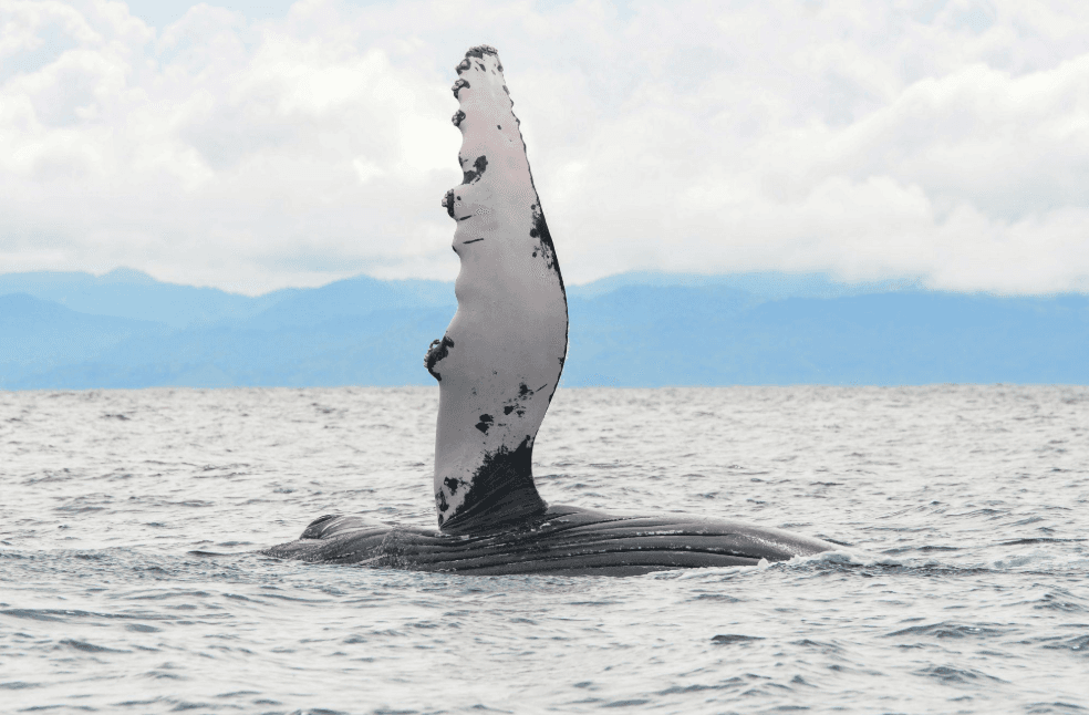 ¿Qué comen las ballenas jorobadas? Guía de dieta y alimentación