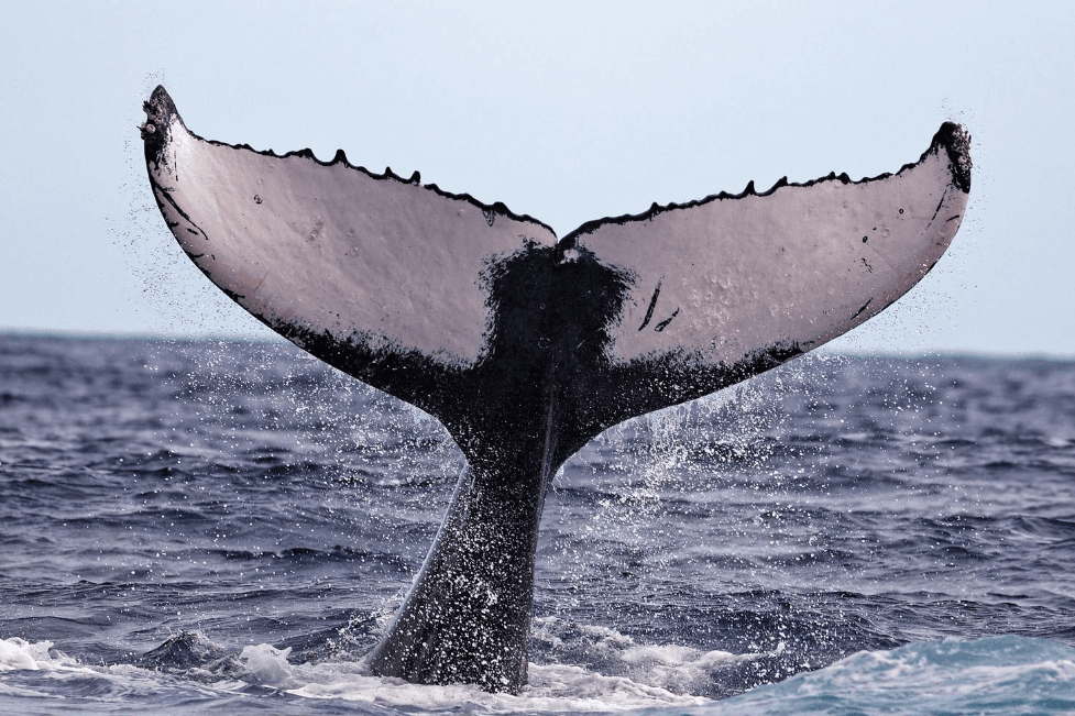 Cómo las ballenas jorobadas cuidan a sus crías | Guía de Samaná