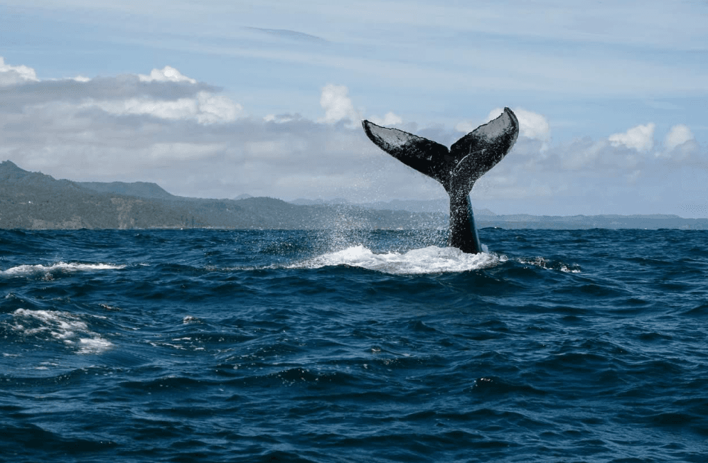 ¿Cantan las ballenas jorobadas en la Bahía de Samaná? (Guía 2027)