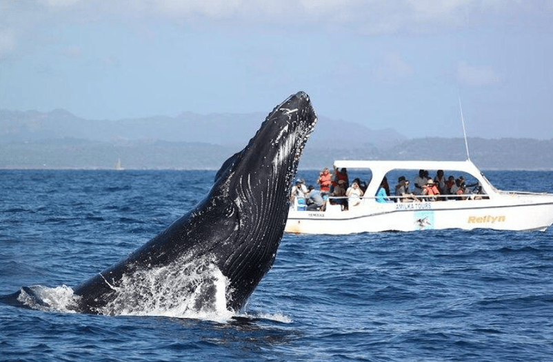 Avistamiento Responsable de Ballenas en la Bahía de Samaná: Guía para Visitantes