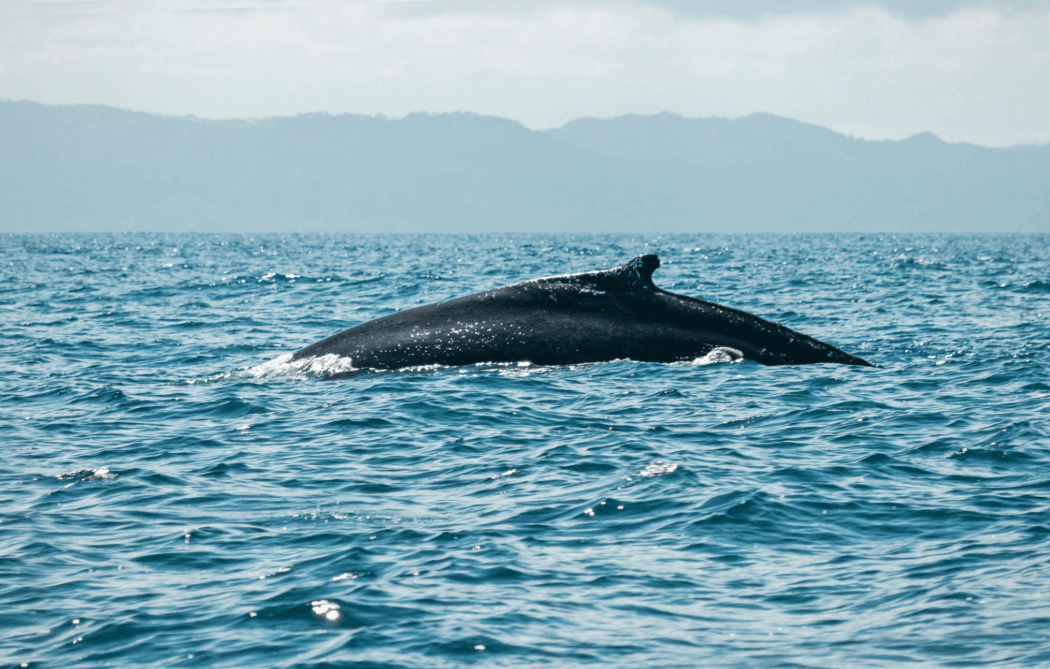 ¿Cómo se protegen las ballenas jorobadas?