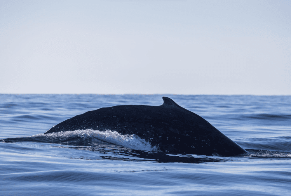 ¿Cómo navegan las ballenas jorobadas a través del océano?
