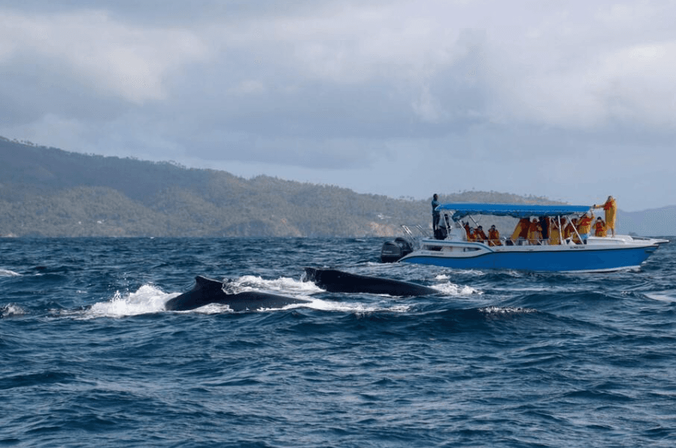 What Do Humpback Whales Eat in Samaná? Feeding Guide