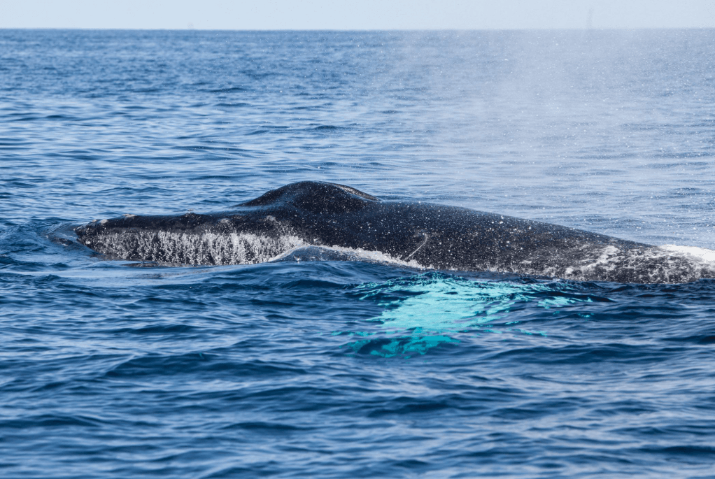 Why Humpback Whales Surface at Different Angles - Montana Redonda Guide