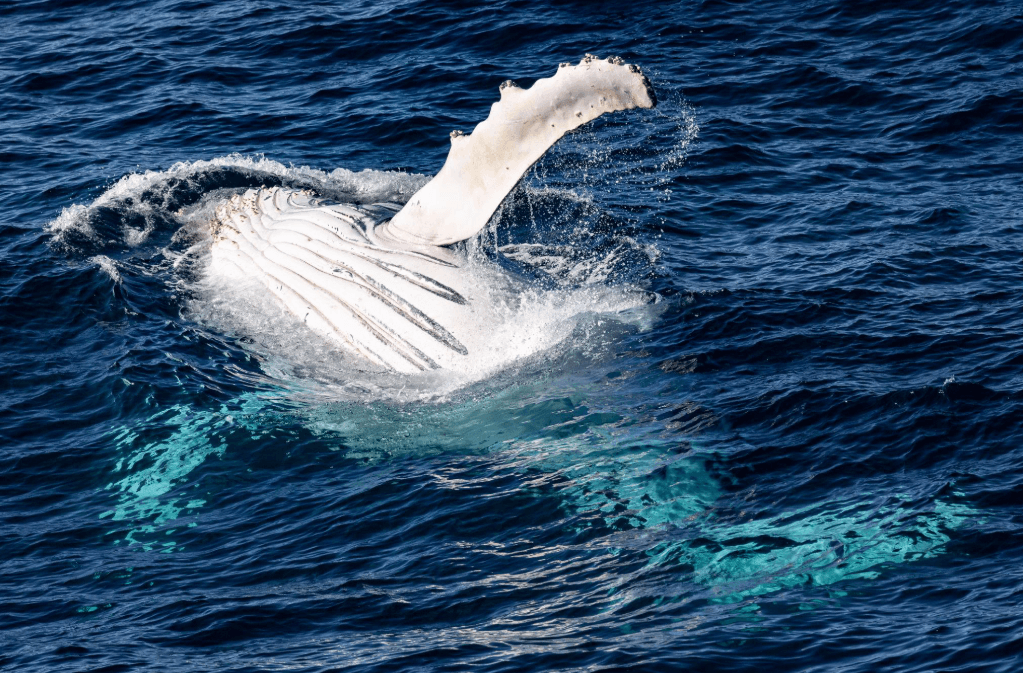 Why Humpback Whales Surface on Different Sides of a Boat - Montana Redonda Guide