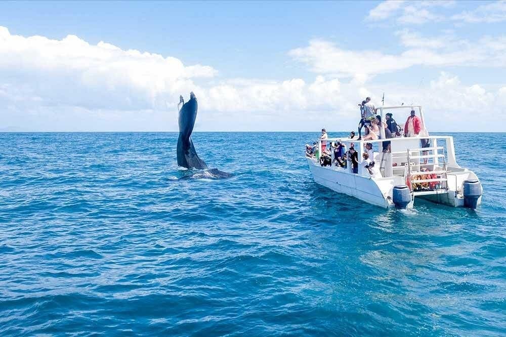 Samaná Whale Watching 2027: Sezon & Gid vwayaj