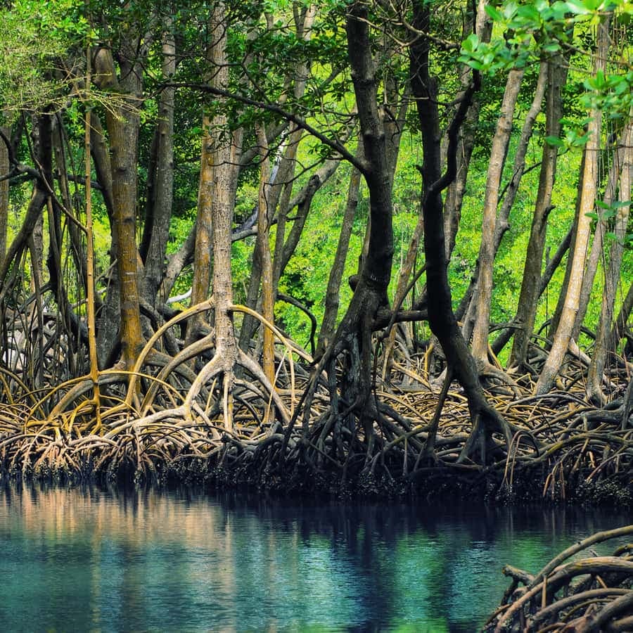 Samaná: Los Haitises National Park & Cayo Levantado Island Tour – From $49 USD (No Lunch) — Guided tour and outdoor activity