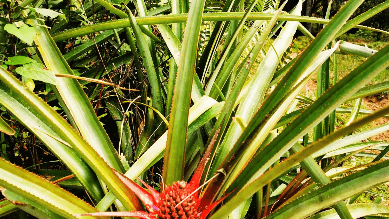 Puerto Plata Trekking – Natur- und Folkloreerlebnis — Guided tour and outdoor activity