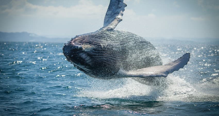7 pi bon vwayaj pou gade balèn nan Repiblik Dominikèn pou 2027