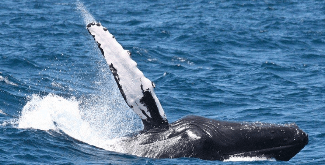 Por qué las ballenas jorobadas incumplen: Guía de ballenas de Samaná