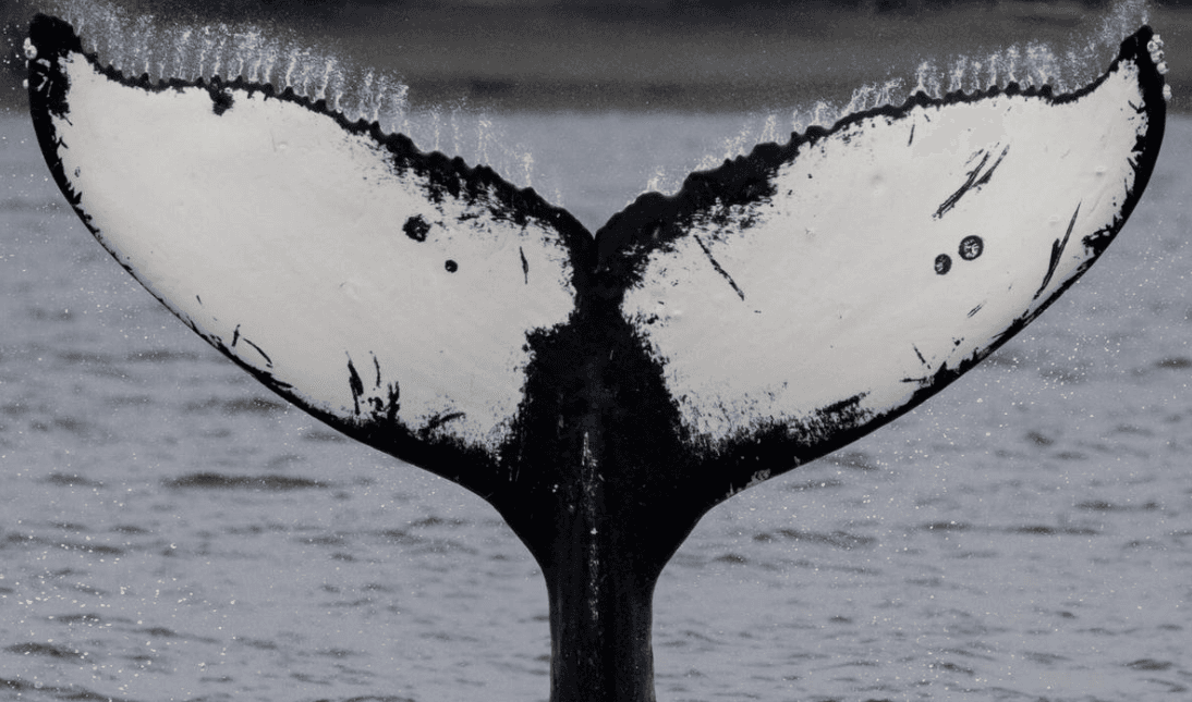 Cómo los científicos identifican secciones de los cantos de las ballenas jorobadas