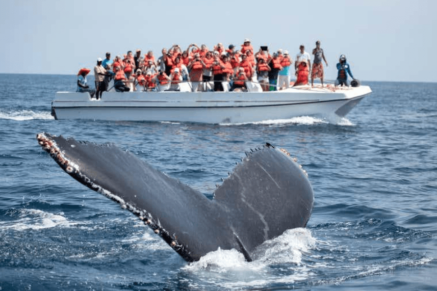 ¿Cuándo es la temporada de avistamiento de ballenas en Samaná? (2027)