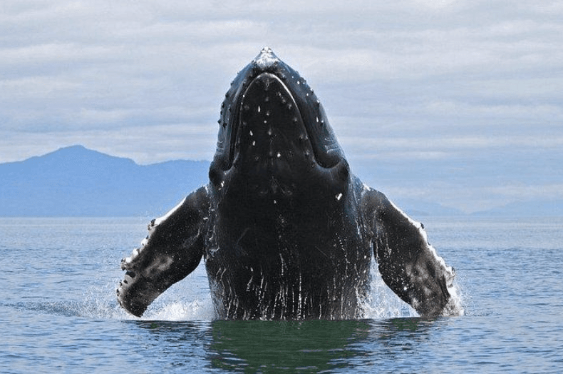 ¿Cómo se aparean las ballenas jorobadas? Comportamiento reproductivo explicado