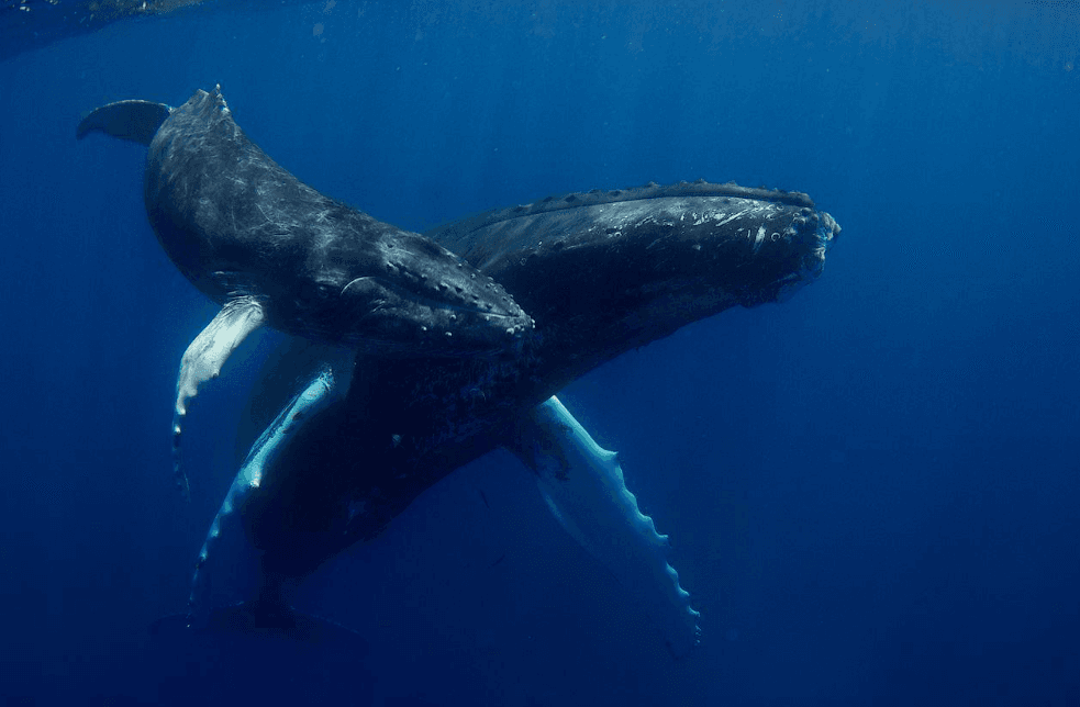 ¿Cómo se reconocen entre sí las ballenas jorobadas? 5 pistas