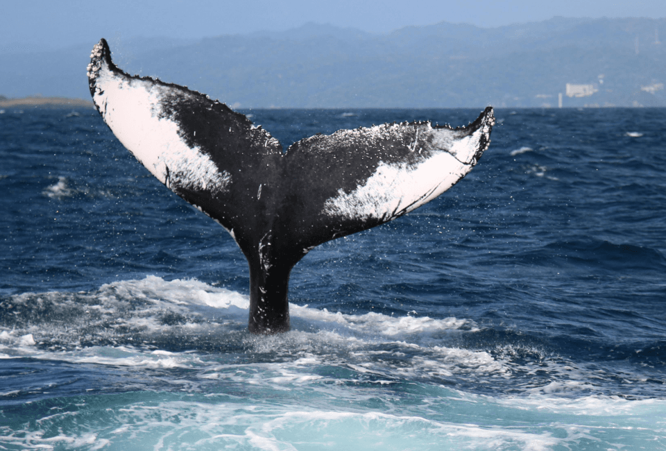¿Cuándo es la temporada de avistamiento de ballenas en Samaná? (2027)