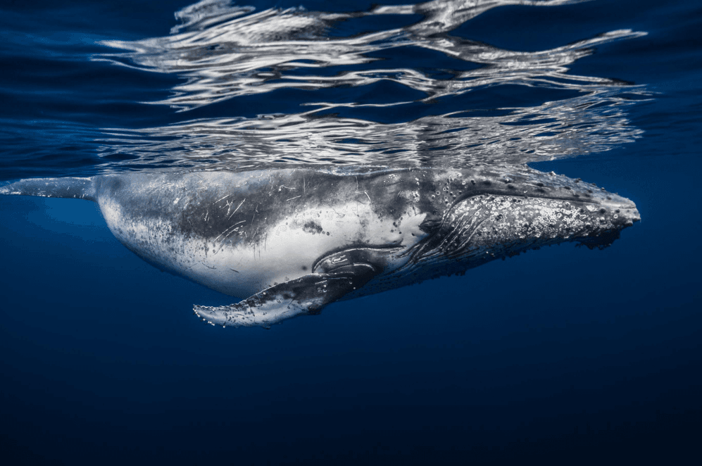 Comparaison des chants des baleines à bosse dans les Caraïbes - Montana Redonda Guide